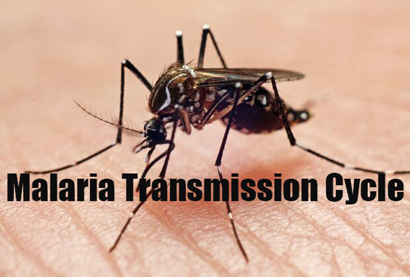 malaria transmission cycle